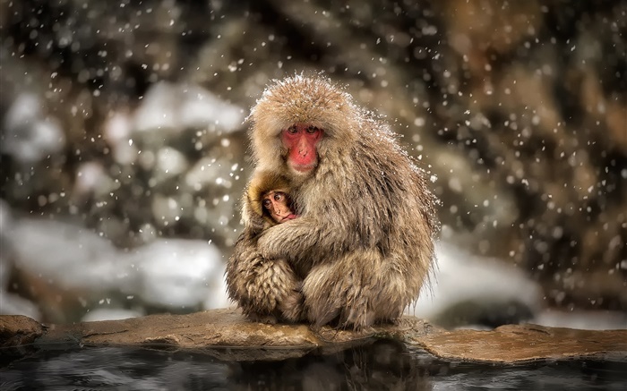 Японские макаки, обезьяны, зима, снег, мать и ребенок обои,s изображение