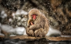 Японские макаки, обезьяны, зима, снег, мать и ребенок