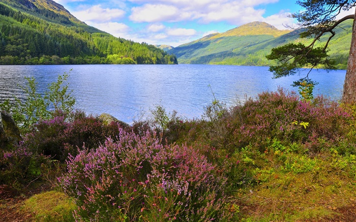Озеро, небо, горы, лес, деревья, цветы обои,s изображение