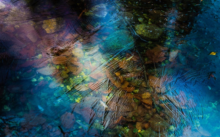 Листья, вода, лед, зима обои,s изображение
