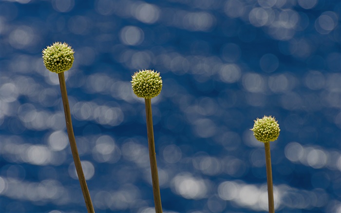 Средиземноморский цветок, Сардиния обои,s изображение