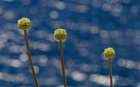Средиземноморский цветок, Сардиния HD обои