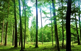 Природа пейзаж, лето, лес, деревья, зеленый, яркий свет HD обои