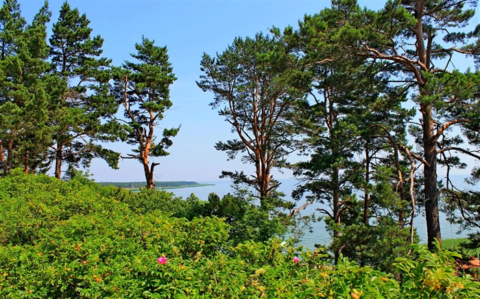 Нида, Литва, морское побережье, сосновые деревья, море, голубое небо обои,s изображение