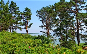 Нида, Литва, морское побережье, сосновые деревья, море, голубое небо HD обои