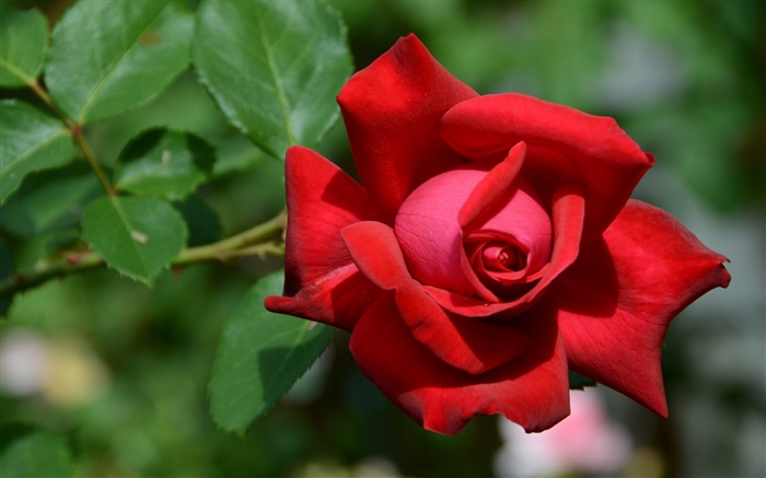 Один красный цветок розы, боке обои,s изображение