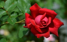 Один красный цветок розы, боке HD обои
