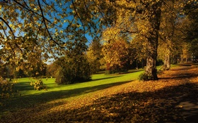 Парк, осень, деревья, желтые листья, земля