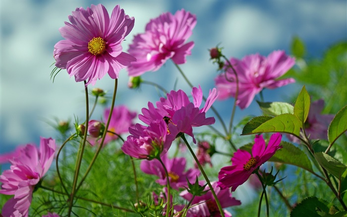 Розовые цветы, kosmeya летом обои,s изображение