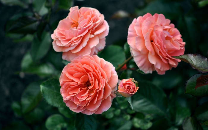 Розовая роза цветы, бутоны, боке обои,s изображение