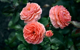 Розовая роза цветы, бутоны, боке HD обои