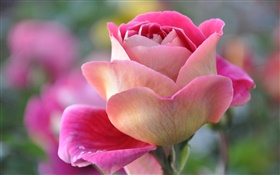 Розовая роза, лепестки, бутон HD обои