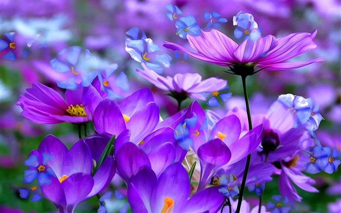 Фиолетовый крокус цветы, лепестки, макро, искусство чернила обои,s изображение