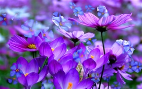 Фиолетовый крокус цветы, лепестки, макро, искусство чернила