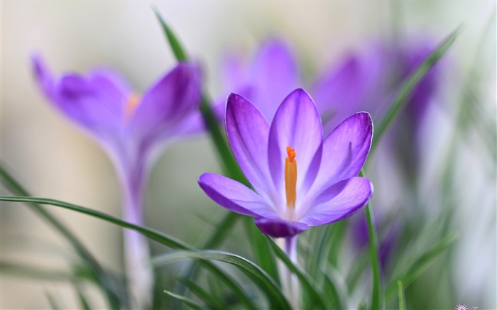 Фиолетовый крокус лепестки, трава, весна обои,s изображение