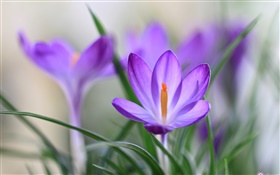 Фиолетовый крокус лепестки, трава, весна