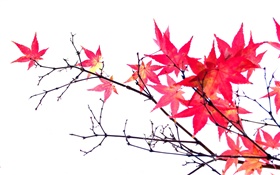 Красные листья клена, веточки, осень, белый фон