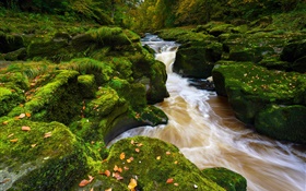 Река Уорф, Северный Йоркшир, Англия, камни, мох, осень HD обои
