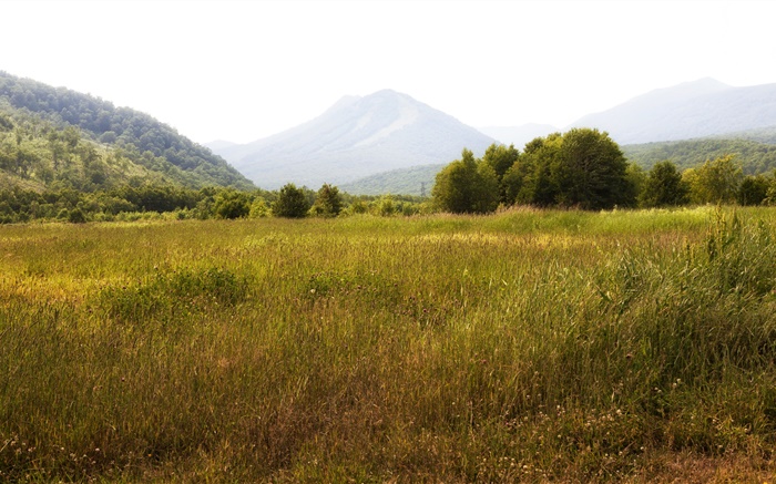 Россия, Камчатка, горы, деревья, трава обои,s изображение