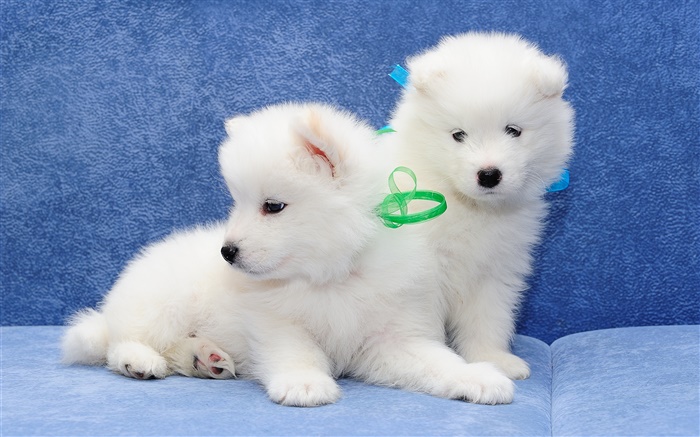 Самодийских, белые собаки, щенки обои,s изображение