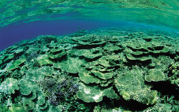 Малая площадь моря, подводные существа крупным планом обои,s изображение