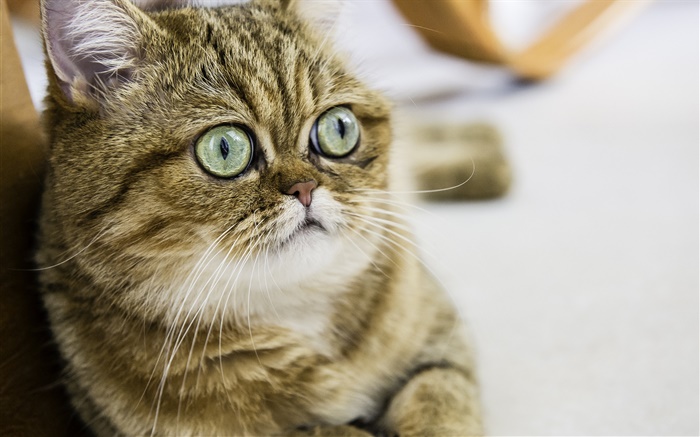 Короткошерстная кошка, милый котенок, глаза, лицо обои,s изображение