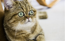 Короткошерстная кошка, милый котенок, глаза, лицо HD обои