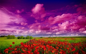 Небо, облака, поле, цветы, маки красные