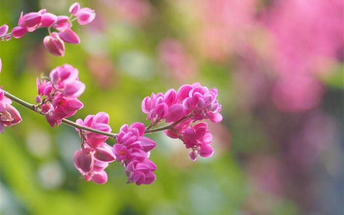 Ветки, розовые цветы, цветение, размытость обои,s изображение