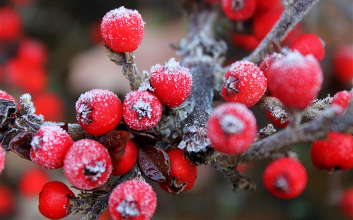 Ветки, красные ягоды, фрукты, мороз обои,s изображение