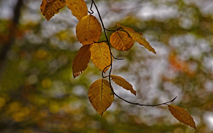 Ветки, листья желтые, осень, боке обои,s изображение