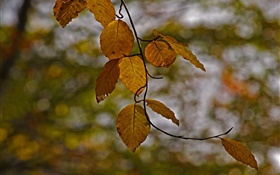 Ветки, листья желтые, осень, боке