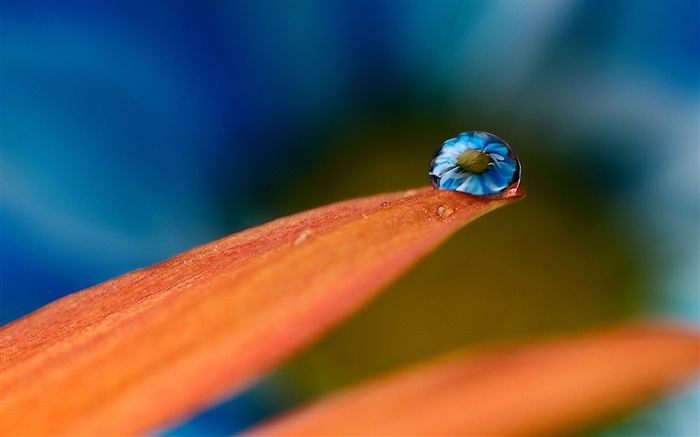 Вода падает на лепестки цветка обои,s изображение