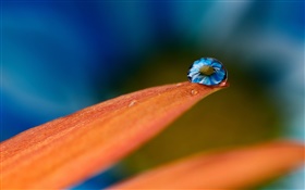 Вода падает на лепестки цветка