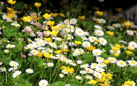 Белые хризантемы, желтые цветы