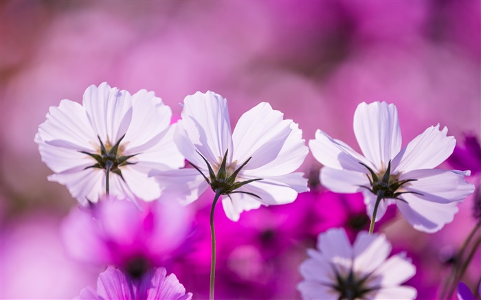 Белые цветы kosmeya, лепестки, фиолетовый фон обои,s изображение