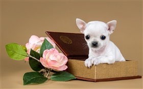 Белый щенок, цветы, коробка