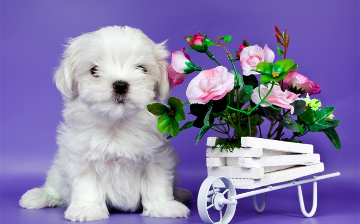 Белый щенок, розовая роза цветы обои,s изображение