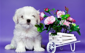 Белый щенок, розовая роза цветы
