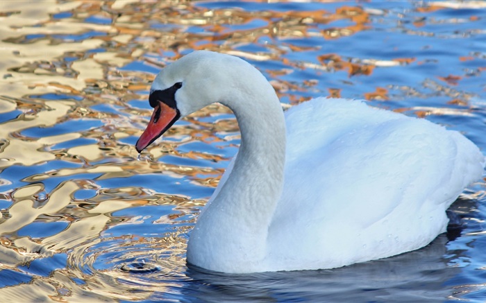 Белый лебедь, вода птица, озеро обои,s изображение