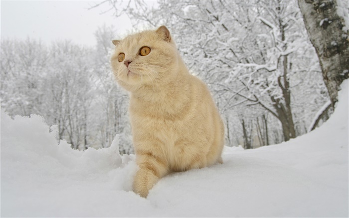 Зима, снег, кошка обои,s изображение