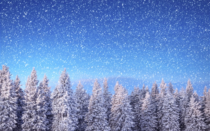 Зима, ели, голубое небо, снежинки, снег обои,s изображение