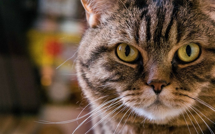 Желтые глаза кошки, портрет, морда, усы обои,s изображение