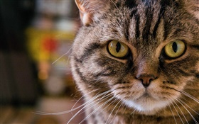 Желтые глаза кошки, портрет, морда, усы HD обои