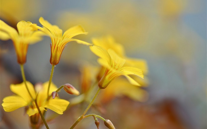 Желтые цветы, бутоны, боке обои,s изображение