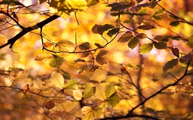Желтые листья, ветки, осень