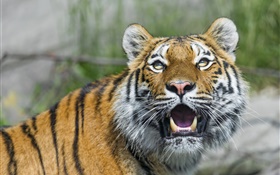 Амурский тигр, большая кошка, глаза, клыки HD обои