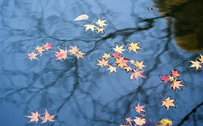 Осень, вода отражение, желтые листья клена обои,s изображение
