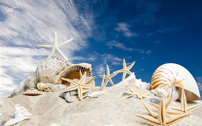 Бич, ракушки, морские звезды, голубое небо обои,s изображение