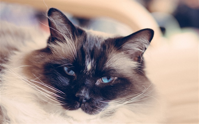 Голубые глаза кот лицо, усы обои,s изображение